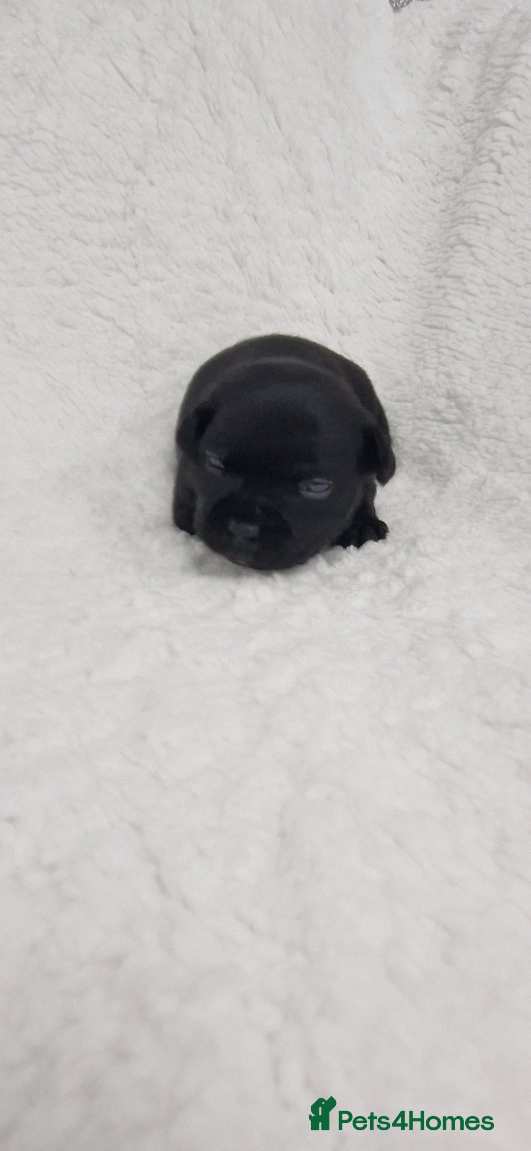 Staffordshire Bull Terrier dogs for sale: 4 Kc Reg Staffordshire Bull Terrier Females 🩷 - Advert 23