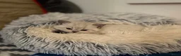 British Shorthair cats for sale: Gorgeous white/grey British shorthair kittens - Advert 10