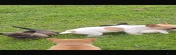 Mixed Breed dogs for sale: ADORABLE chihuahua x Boston terrier  in Maidstone - Advert 2
