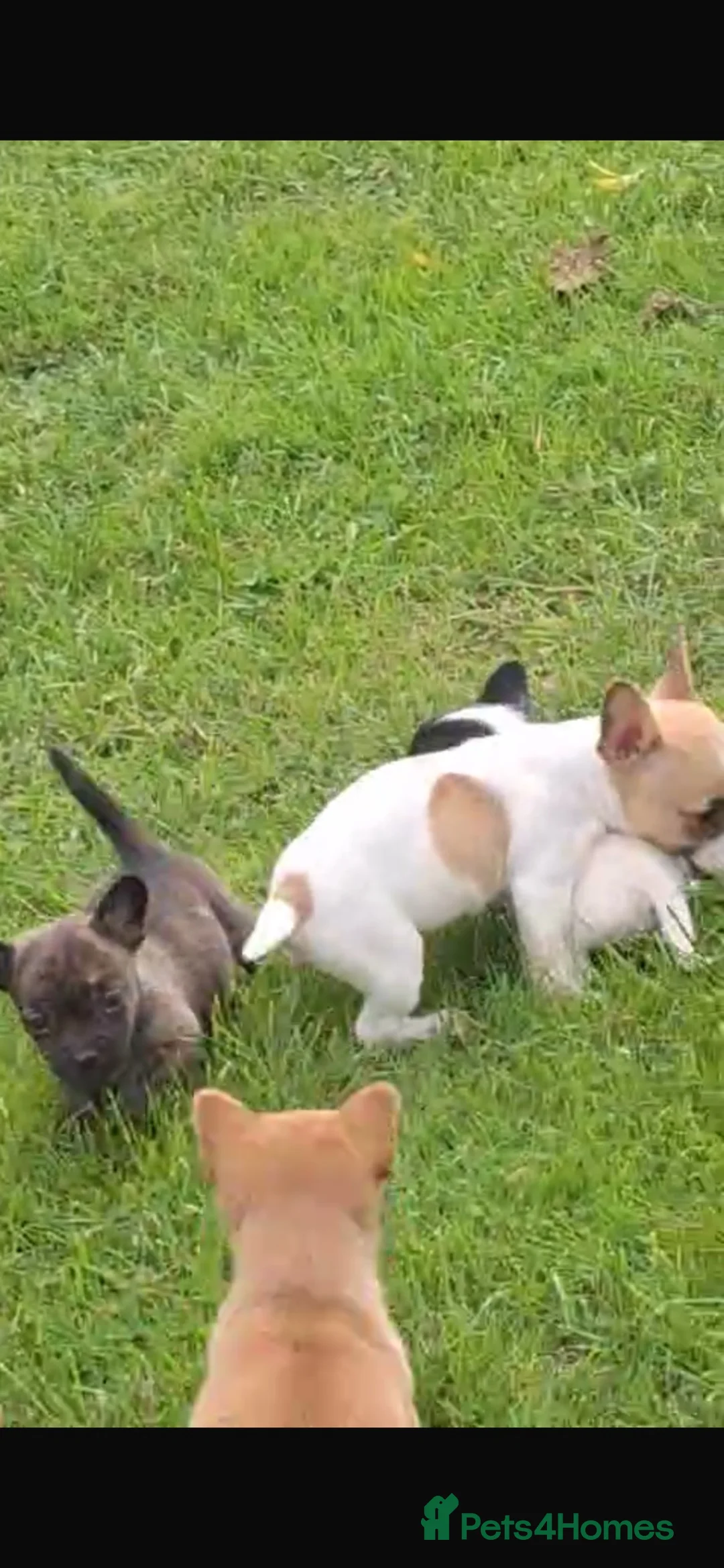 Mixed Breed dogs for sale: ADORABLE chihuahua x Boston terrier  in Maidstone - Advert 2