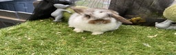 Mini Lop rabbits for sale: Baby mini lops and mini lion lop baby rabbits - Advert 14
