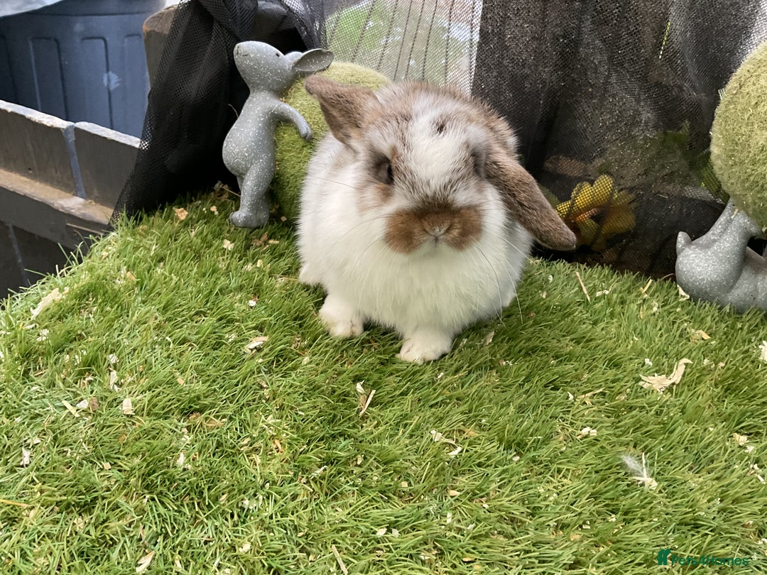 Mini Lop rabbits for sale: Baby mini lops and mini lion lop baby rabbits - Advert 14