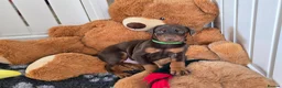 Dobermann dogs for stud: HEALTH TESTED STANLEY FOR STUD DUTIES - Advert 24