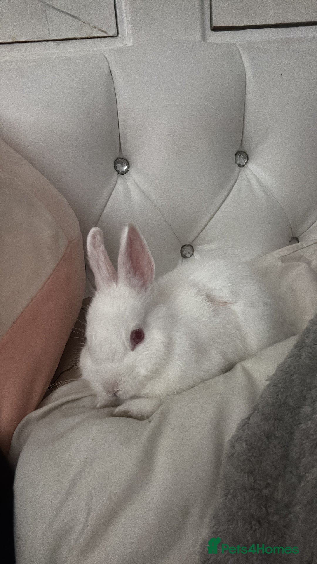 Netherland Dwarf rabbits for sale: adorable male bunny for sale with accessories! - Image 7