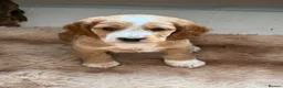 Cocker Spaniel dogs for sale: A gorgeous Spaniel boy  - Advert 3