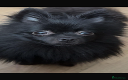 Pomeranian dogs for sale: 2 little Pomeranian Boys   - Image 6