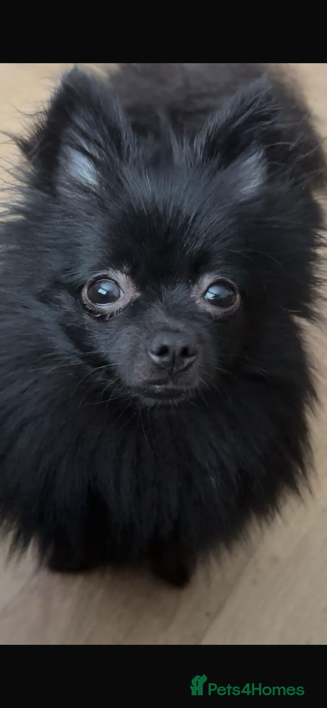 Pomeranian dogs for sale: 2 little Pomeranian Boys   - Image 6