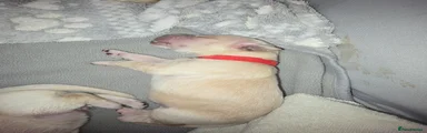 Red collar