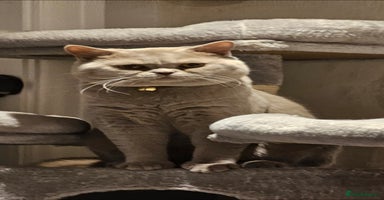 British Shorthair cats - Advert 2
