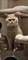 British Shorthair cats - Advert 10