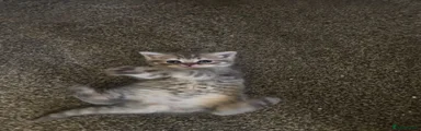 Grey tabby male