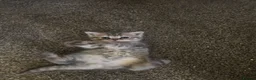British Shorthair cats for sale: British Shorthair kittens!  - Advert 3