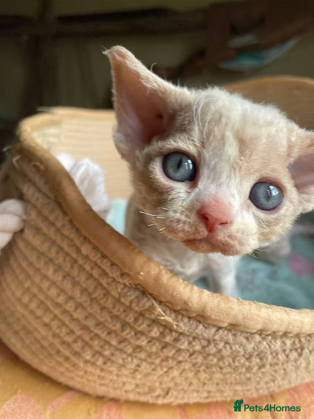 Devon Rex cats for sale: Adorable pure Devon Rex kittens  - Image 33