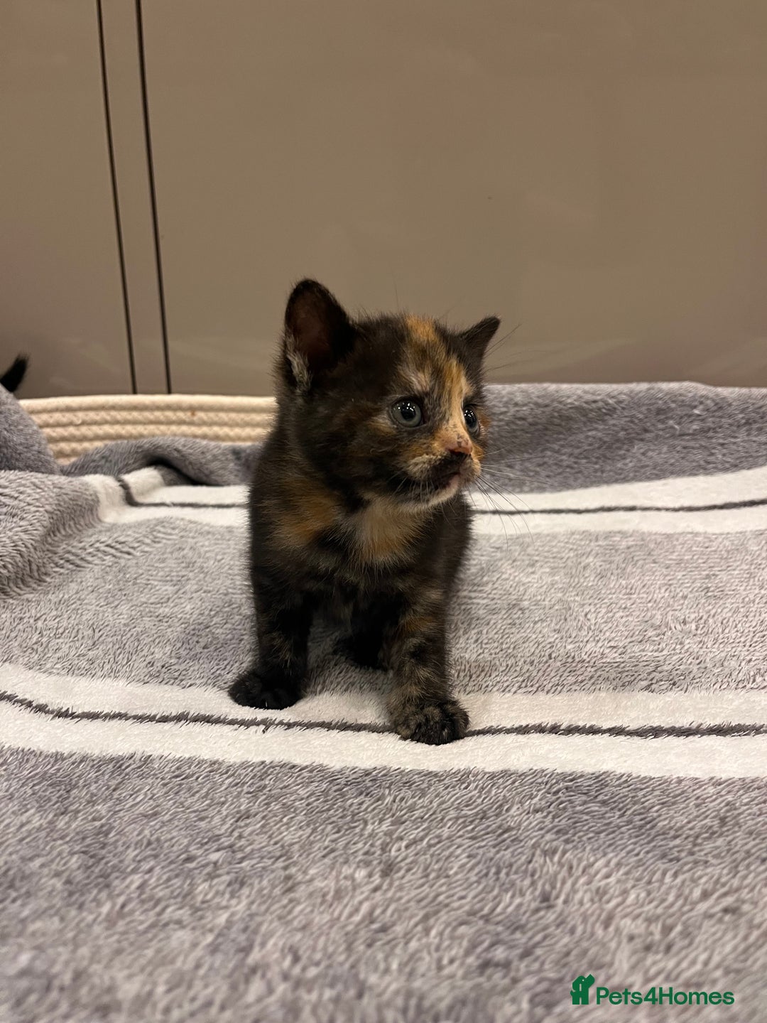 British Shorthair cats for sale: British Shorthair Kittens - Advert 12