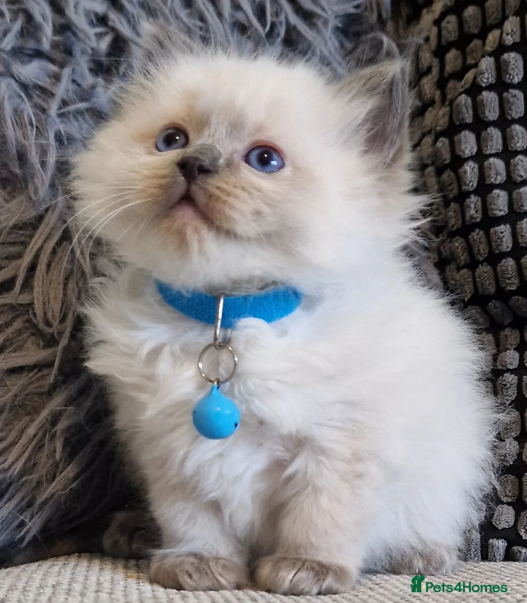 Ragdoll cats for sale: Ragdoll kittens - Advert 2