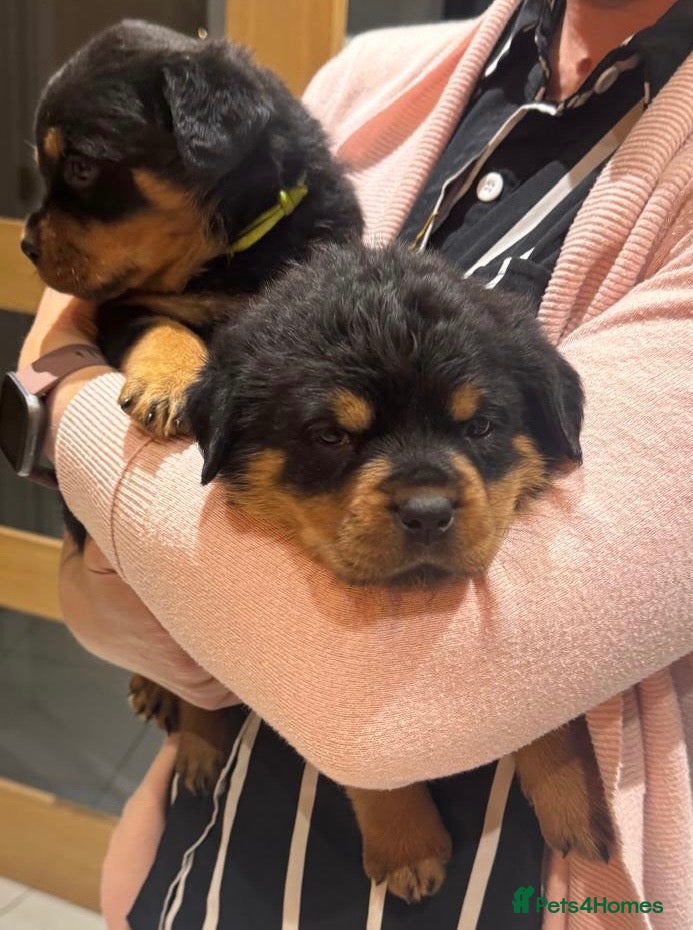Rottweiler dogs for sale: Rottweiler pups £1500 - Advert 1