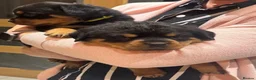 Rottweiler dogs for sale: Rottweiler pups £1500 - Advert 1