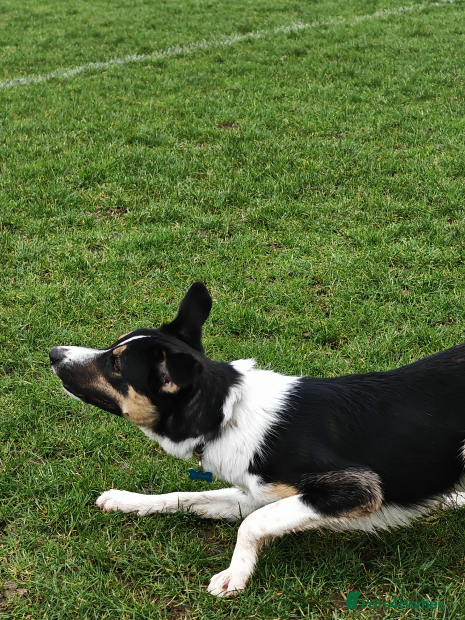 Smooth Collie dogs 8 month smooth collie  - Advert 1
