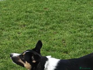 Smooth Collie dogs 8 month smooth collie - Advert 1