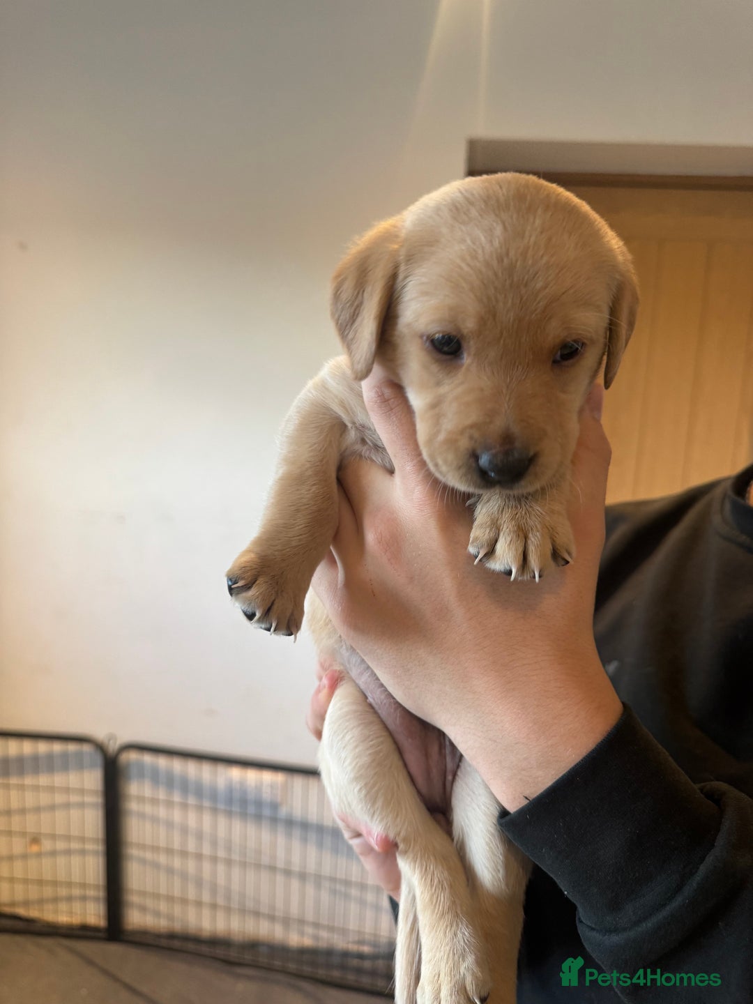 Springador dogs for sale: 4 Male Labrador available - Advert 6