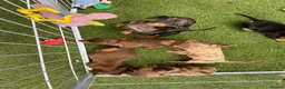 Miniature Dachshund dogs for sale: 6 beautiful miniature dachshund  in Wickford - Advert 22