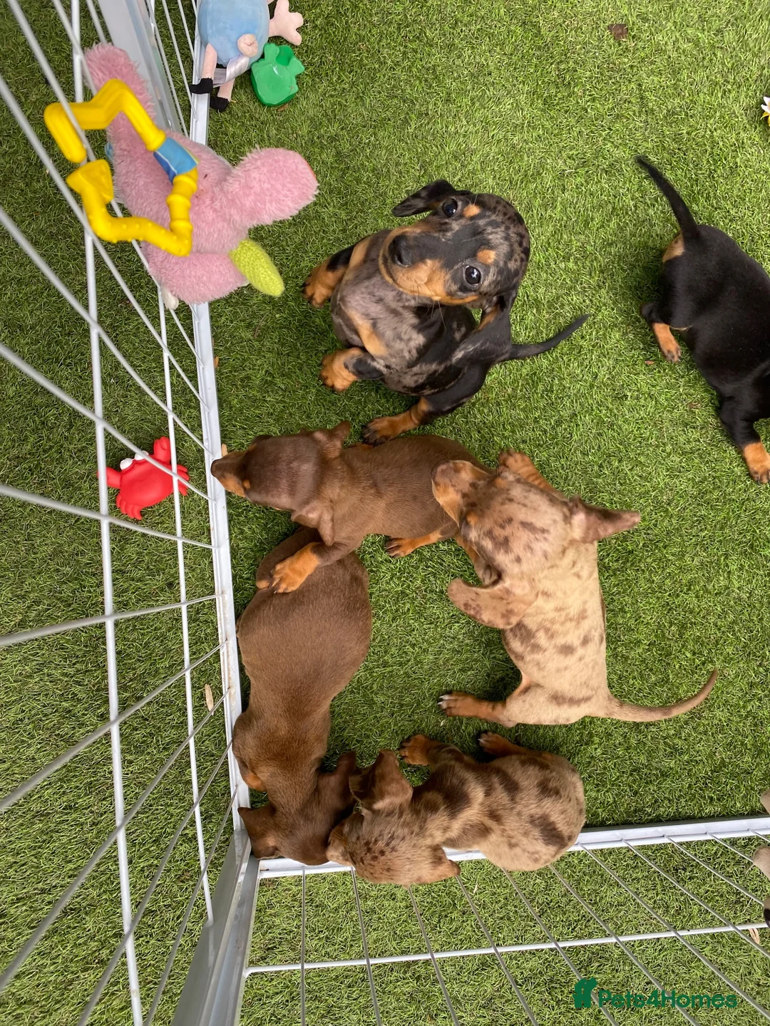 Miniature Dachshund dogs for sale: 6 beautiful miniature dachshund  in Wickford - Advert 22