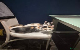 British Longhair cats for sale: British longhair - Image 5