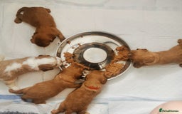 Cavalier King Charles Spaniel dogs for sale: KC health tested cavalier puppies - Image 10