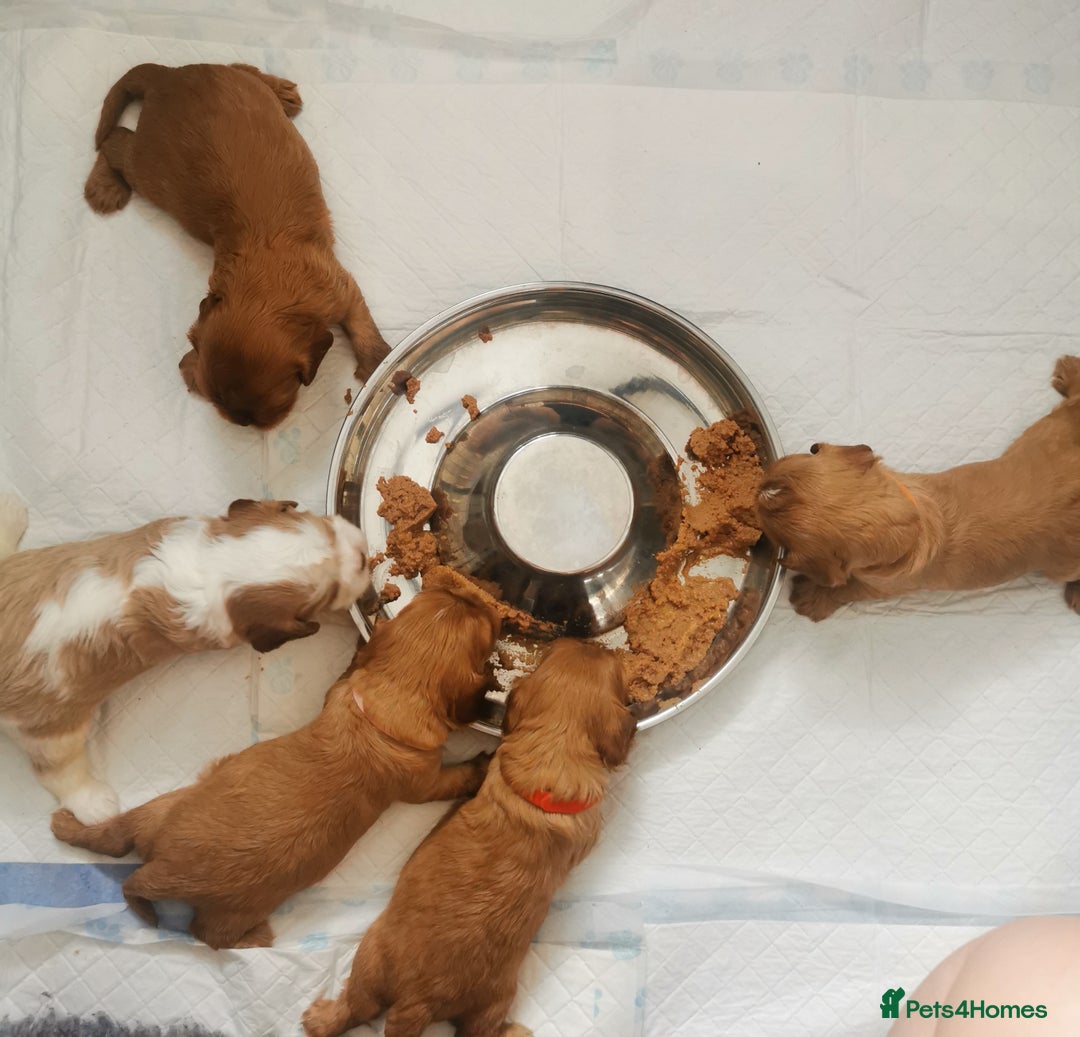 Cavalier King Charles Spaniel dogs for sale: KC health tested cavalier puppies - Image 10