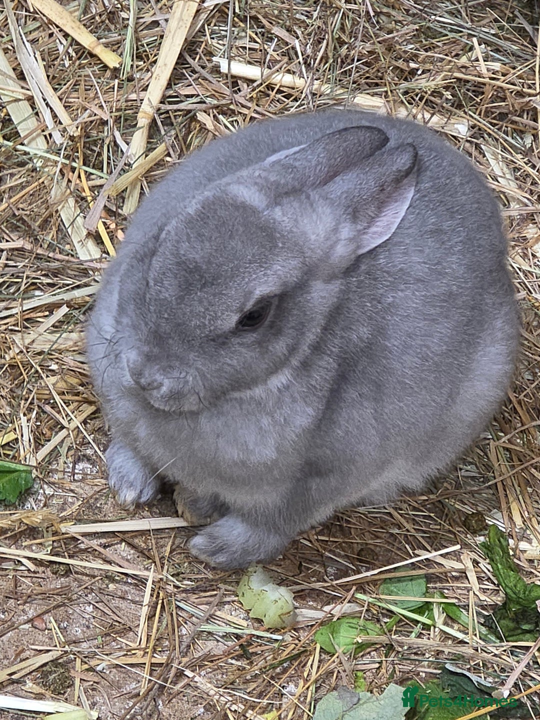 Rex rabbits for sale: Gorgeous rex rabbits - Image 2