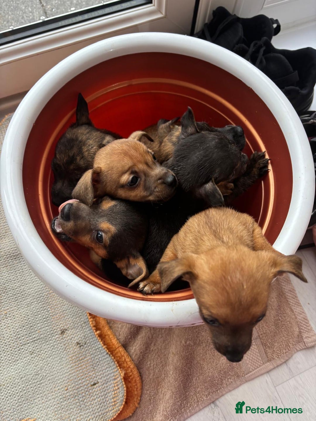 Jack Russell dogs for sale: Beautiful jack russells - Advert 9