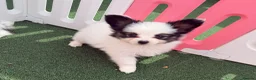 Papillon dogs for sale: Beautiful Pedigree Papillon Puppies in Stourport-on-Severn - Advert 11