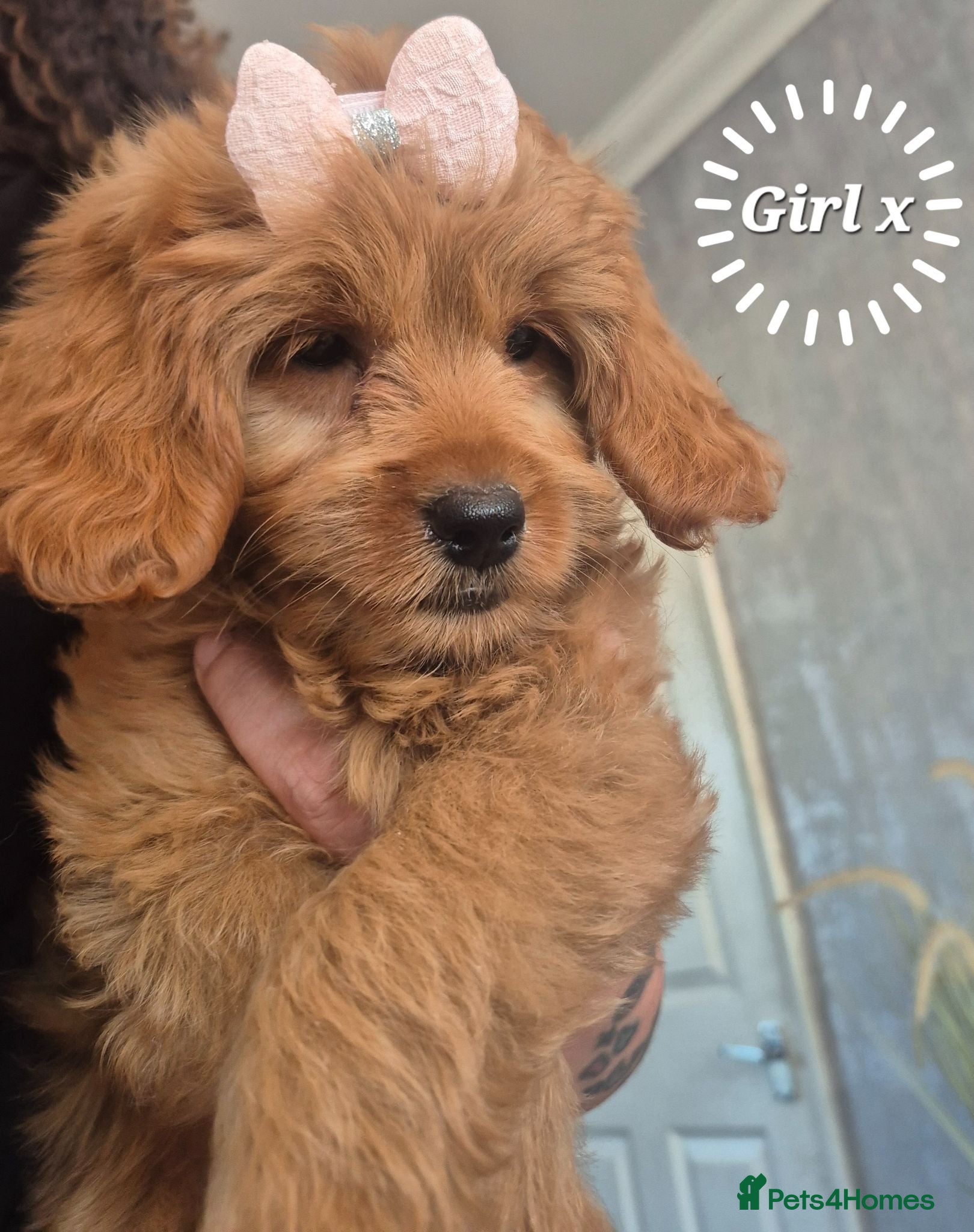 Cavapoo dogs 🧡CAVAPOO PUPPIES EXTENSIVELY DNA HEALTH TESTED🧡  - Advert 1