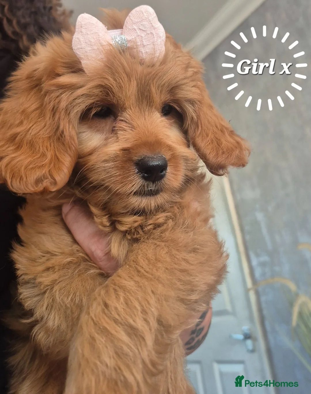 Cavapoo dogs for sale: 🧡CAVAPOO PUPPIES EXTENSIVELY DNA HEALTH TESTED🧡  - Advert 2