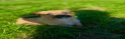 Jackapoo dogs for sale: JACKAPOO PUPPIES FOR SALE in Ilkeston - Advert 5