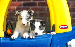 Border Collie dogs for sale: Ready to Leave Border Collie Puppies  - Image 14
