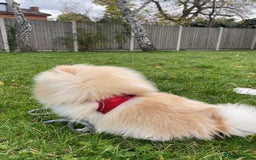 Pomeranian dogs for sale: Loui (Boy) - Advert 4