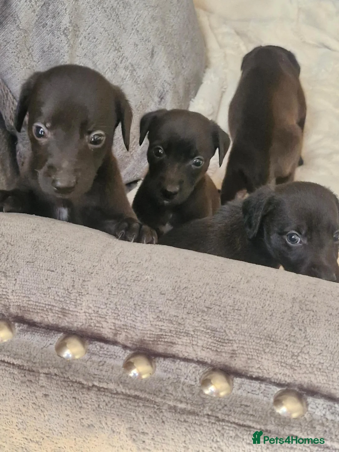 Mixed Breed dogs for sale: Beautiful Bedlington whippet puppies  - Advert 9