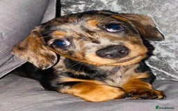 Miniature Dachshund dogs for sale: Miniature dachshund merle - Image 4