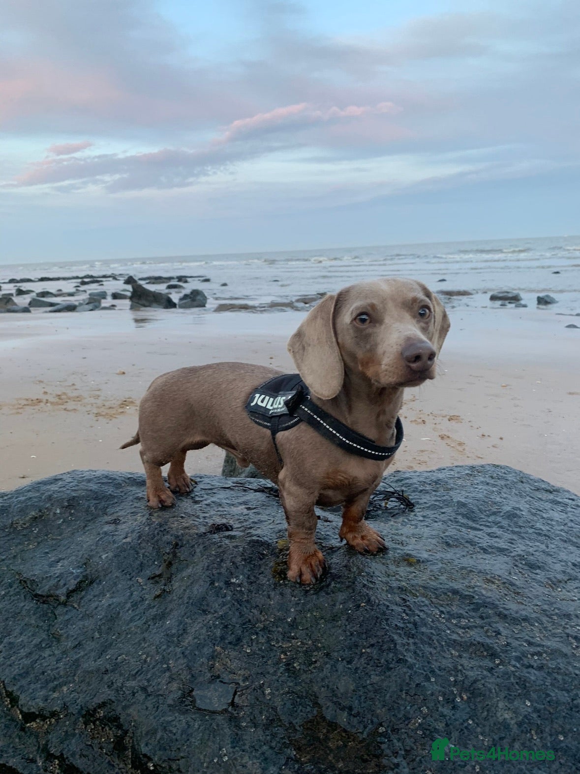 Miniature Dachshund dogs KC Reg Isabella & tan carrying long hair / pied in Welwyn - Advert 18