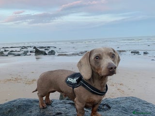 Miniature Dachshund dogs in Welwyn - Advert 5