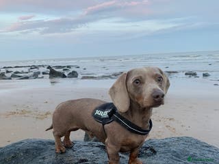 Miniature Dachshund dogs KC Reg Isabella & tan carrying long hair / pied in Welwyn - Advert 20