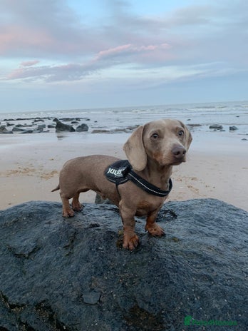 Miniature Dachshund dogs in Welwyn - Advert 1