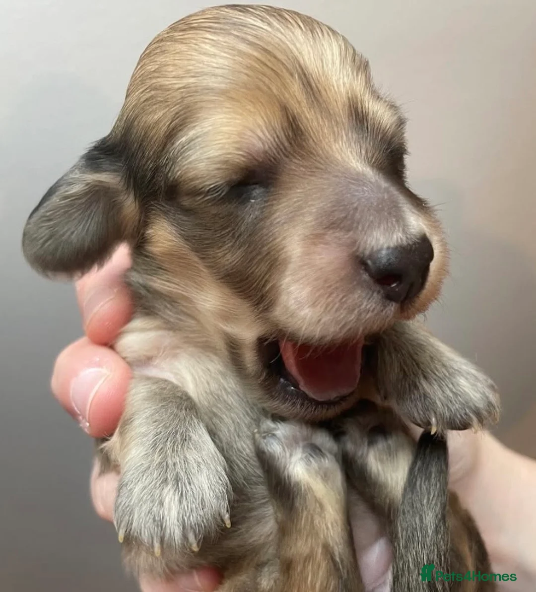 Miniature Dachshund dogs for stud: KC Registered - Health Tested - Proven Stud Dog 🏅 - Advert 32