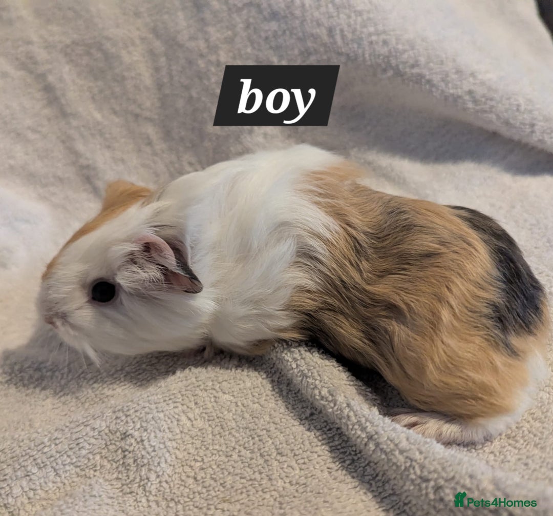 Guinea Pig rodents for sale: Baby sheltie and texel guineapigs  - Advert 12