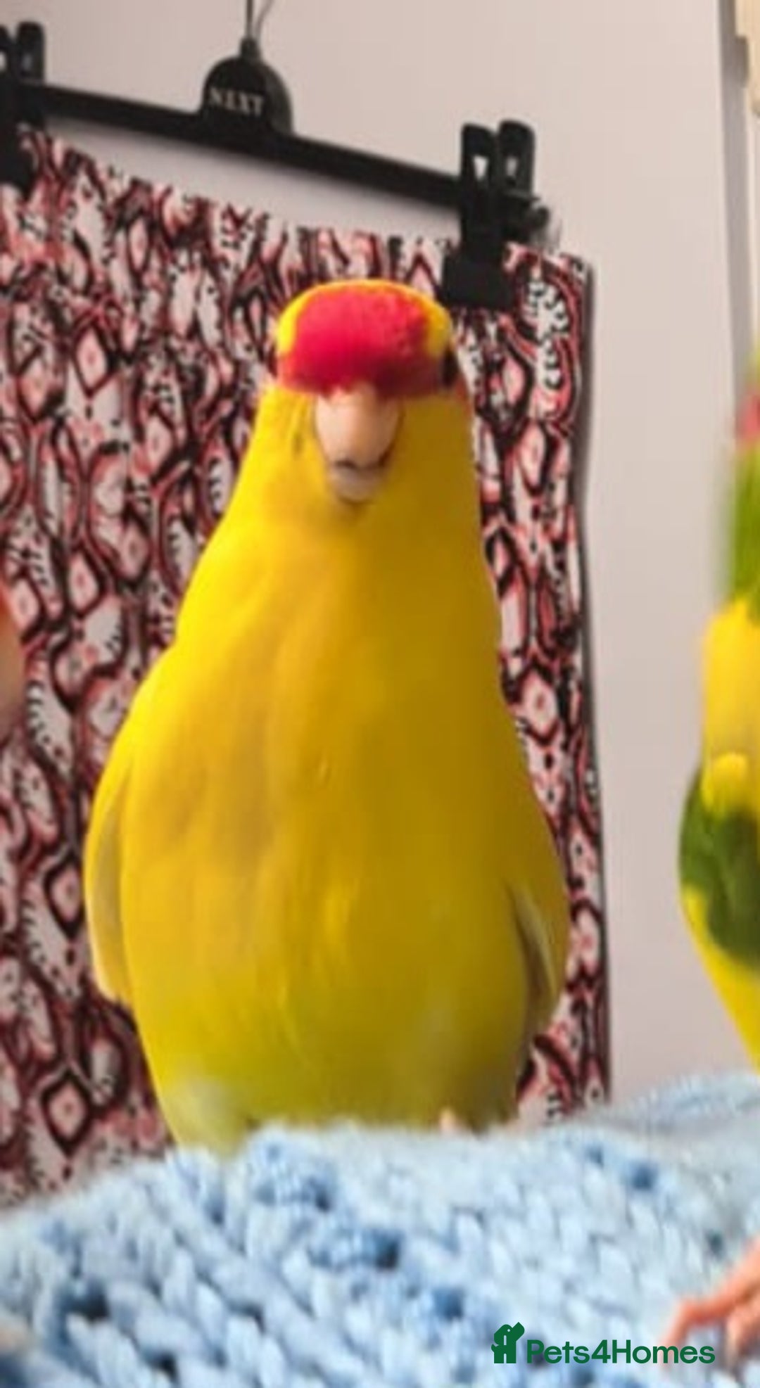 Parakeets birds for sale: Kakariki's x3 Males dna'd Kakariki's  - Advert 29