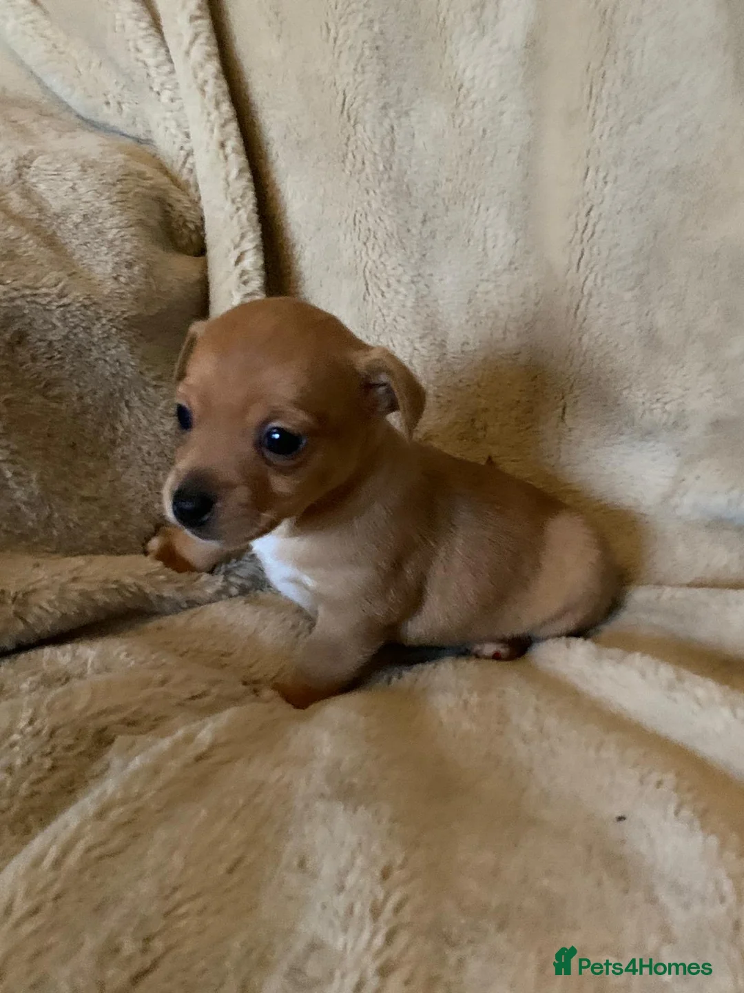 Jack Russell dogs for sale: Exceptional unusual coloured mini JR puppies - Advert 23