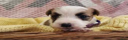Jack Russell dogs for sale: KC reg Jack Russell pups, parents DNA health teste - Advert 17