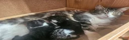 Mixed Breed cats for sale: 4 male kittens - Advert 7