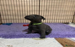 Staffordshire Bull Terrier dogs for sale: One girl left🩷 Staffordshire bull terrier pups - Image 11